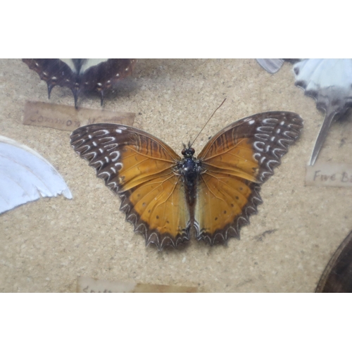 343 - Cased Selection of Butterfly and Moth Specimens (Approx 36) 19