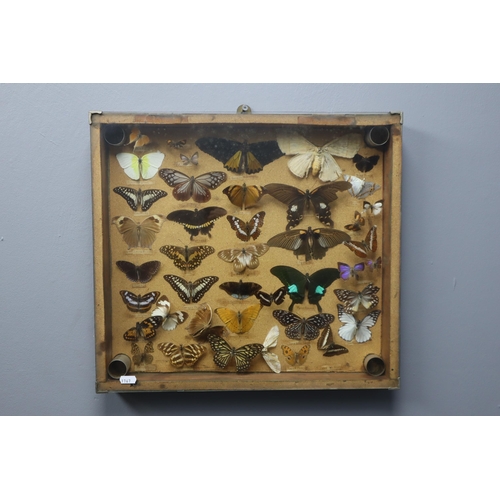 344 - Cased Butterfly and Moth Collection (Approx 42) 19