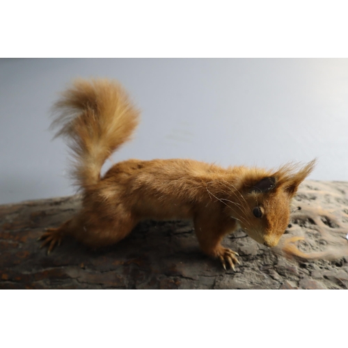 429 - Vintage Jackson Crewdson Taxidermy Red Squirrel Standing on Log (31” x 8” x 4”)