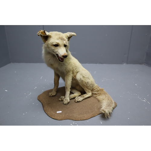 292 - Taxidermy Red Fox Sitting on Stone Effect Base a/f (16“ High)