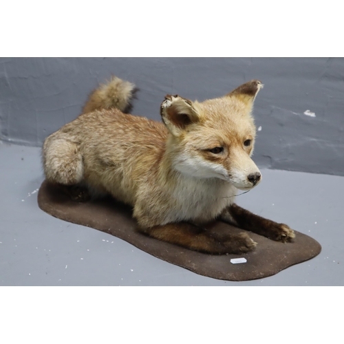 293 - A Taxidermy Fox Lying Down, On Base. Approx 26