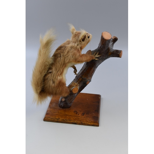 294 - Taxidermy Red Squirrel Displayed on Wood Effect Log on Wooden Plinth (Approx. 11” High)