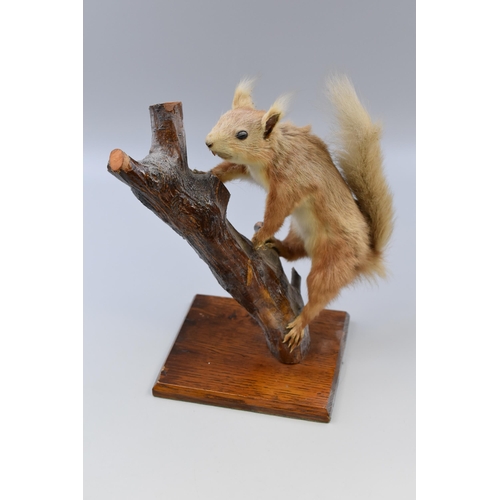 294 - Taxidermy Red Squirrel Displayed on Wood Effect Log on Wooden Plinth (Approx. 11” High)