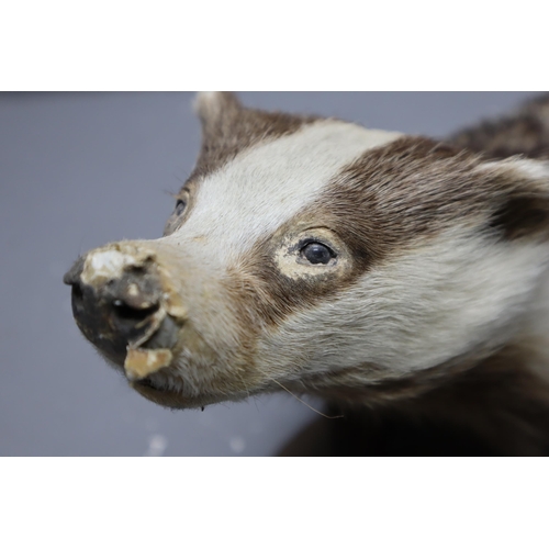 295 - A Taxidermy Badger Figure on Base, Approx 26