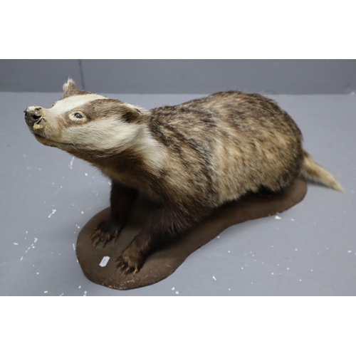 295 - A Taxidermy Badger Figure on Base, Approx 26