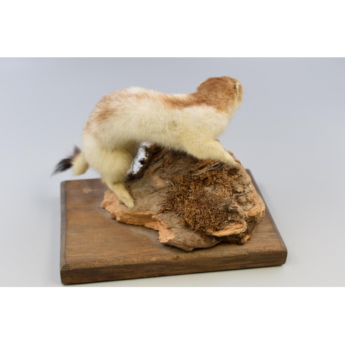 296 - Taxidermy Stoat Standing on Wooden Plinth (Approx. 7” High)