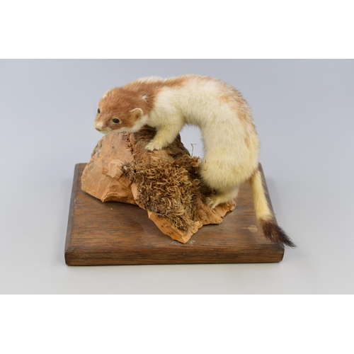 296 - Taxidermy Stoat Standing on Wooden Plinth (Approx. 7” High)