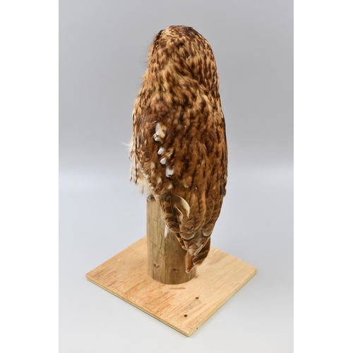 297 - Vintage Taxidermy Tawny Owl Perched on Wooden Log