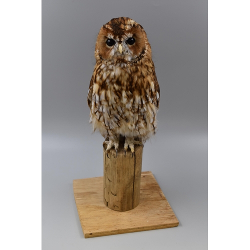 297 - Vintage Taxidermy Tawny Owl Perched on Wooden Log