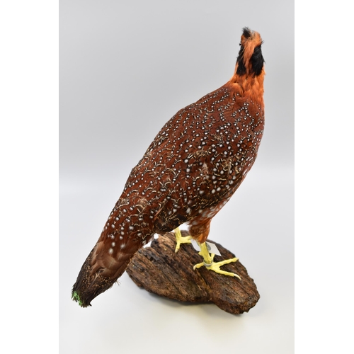 298 - Two Taxidermy Crimson Horned Himalayan Pheasants (Satyr Tragopan). Each Standing on Natural and Comp... 