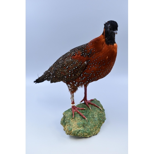 298 - Two Taxidermy Crimson Horned Himalayan Pheasants (Satyr Tragopan). Each Standing on Natural and Comp... 