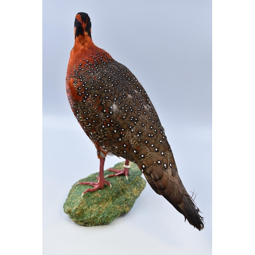 298 - Two Taxidermy Crimson Horned Himalayan Pheasants (Satyr Tragopan). Each Standing on Natural and Comp... 