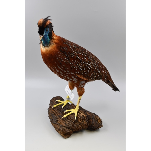 298 - Two Taxidermy Crimson Horned Himalayan Pheasants (Satyr Tragopan). Each Standing on Natural and Comp... 