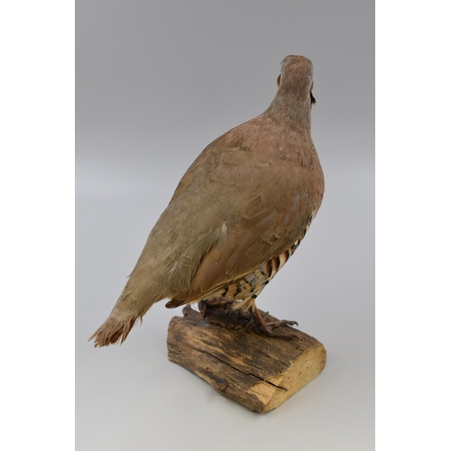 299 - A Taxidermy Chukar Partridge Standing on Log (11