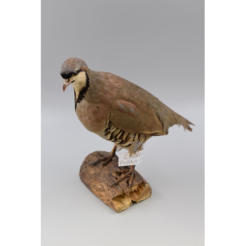 299 - A Taxidermy Chukar Partridge Standing on Log (11