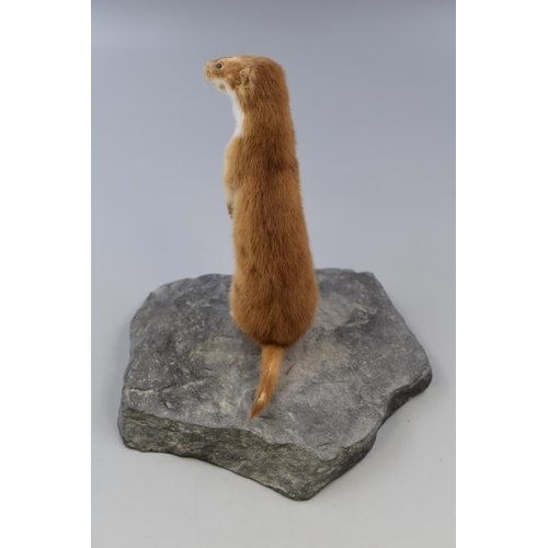 300 - Small Taxidermy Stoat Standing on Slate Effect Base (Approx. 8” High)