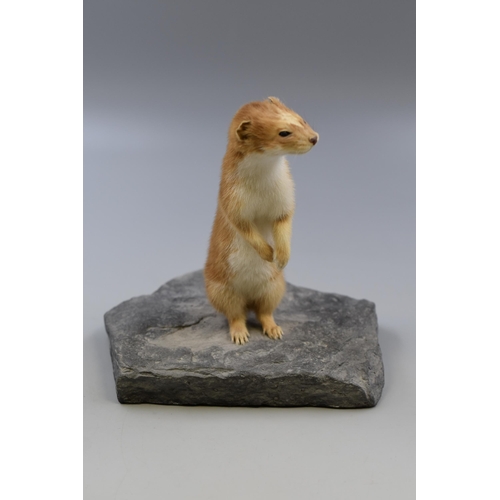 300 - Small Taxidermy Stoat Standing on Slate Effect Base (Approx. 8” High)