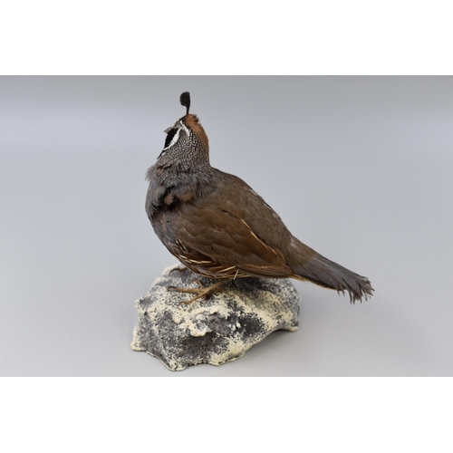 301 - A Taxidermy Male Californian Quail Bird Standing on Composite Base. All Proceeds Go To Bolton Hospic... 