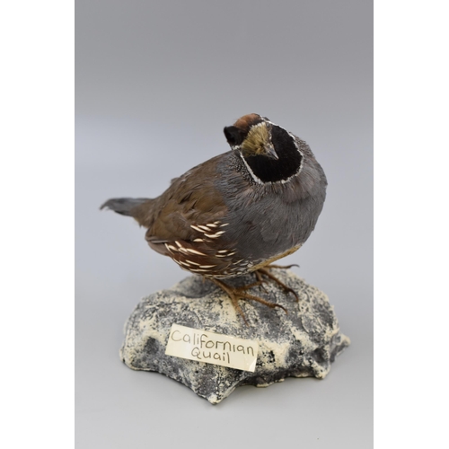 301 - A Taxidermy Male Californian Quail Bird Standing on Composite Base. All Proceeds Go To Bolton Hospic... 