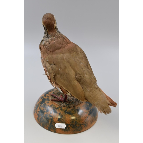 302 - A Taxidermy Red-Legged Partridge (Approx. 10