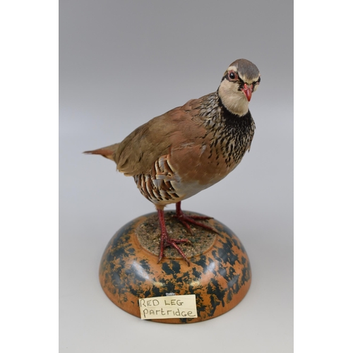 302 - A Taxidermy Red-Legged Partridge (Approx. 10