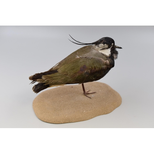 303 - A Taxidermy Lapwing Figure, On Base. Approx 8