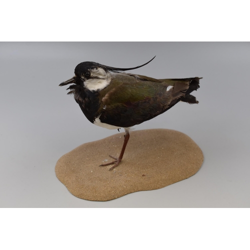 303 - A Taxidermy Lapwing Figure, On Base. Approx 8