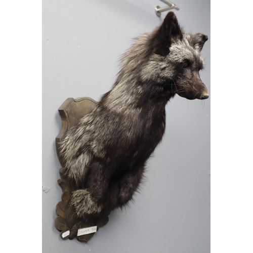 304 - Very Rare Taxidermy Silver Fox Mounted on Wooden Wall Plaque (Approx 22