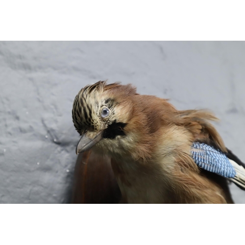 305 - A Taxidermy Wall Mounted Blue Jay, Approx 13