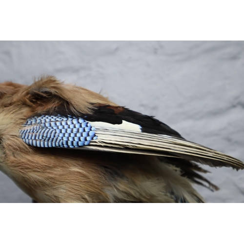 305 - A Taxidermy Wall Mounted Blue Jay, Approx 13