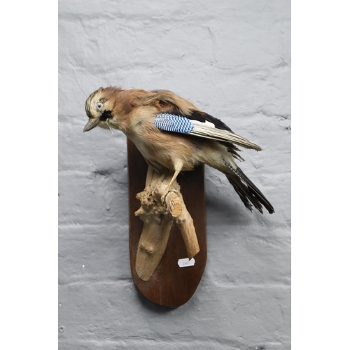 305 - A Taxidermy Wall Mounted Blue Jay, Approx 13