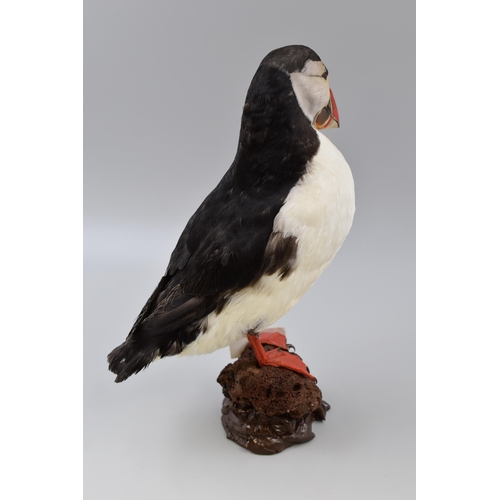 306 - Taxidermy Atlantic Puffin Standing on Rock (12