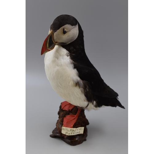 306 - Taxidermy Atlantic Puffin Standing on Rock (12