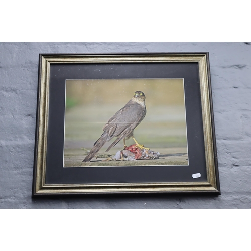 328 - Framed and Glazed Print Of Bird Of Prey ( Sparrowhawk With Kill ) approx 57cm x 47 cm