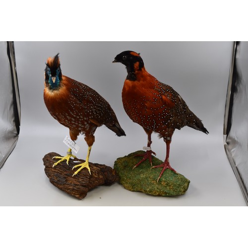 298 - Two Taxidermy Crimson Horned Himalayan Pheasants (Satyr Tragopan). Each Standing on Natural and Comp... 