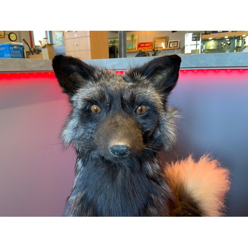 304 - Very Rare Taxidermy Silver Fox Mounted on Wooden Wall Plaque (Approx 22