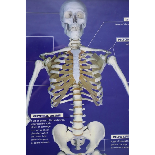 408 - Vintage Framed and Glazed Schofield and Sims Educational Medical Poster Showing Pupils the Similarit... 