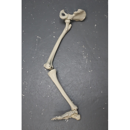 341 - Medical Right Leg and Hip Bone