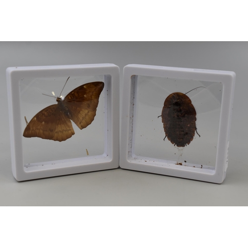 227 - Two Preserved Insects to include a Madagascan Beetle and a Euthalia Aconthea Cramer Moth