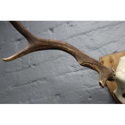 375 - A Red Deer Mounted Skull and Antlers, On Wooden Wall Plaque. Antlers Are Approx 23