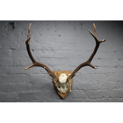 375 - A Red Deer Mounted Skull and Antlers, On Wooden Wall Plaque. Antlers Are Approx 23