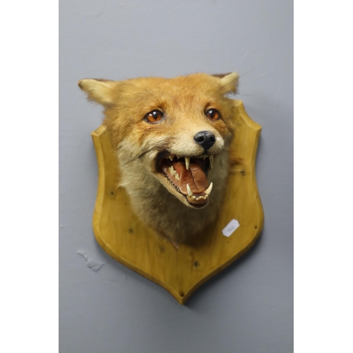 377 - A J Crewdson of Darwen Taxidermy Fox Head Mounted on Wooden Wall Plaque