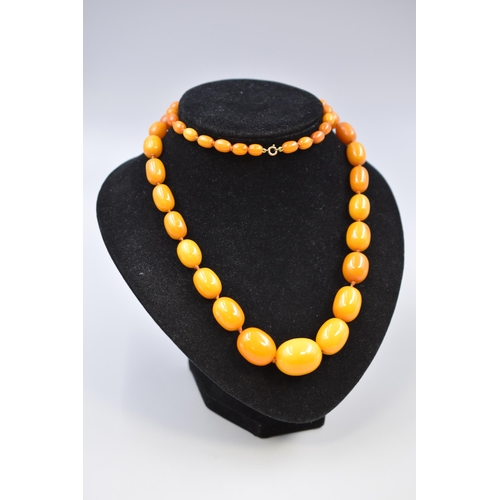 217 - A Beaded Egg Yolk Butterscotch Amber Graduating Necklace With Unmarked Yellow Metal Clasp (weight is... 