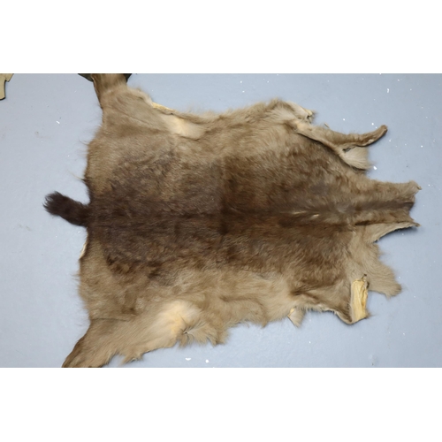 756 - Three Animal Pelts To Include Deer Pelt, Silver Jubilee, And Other Marked '50'