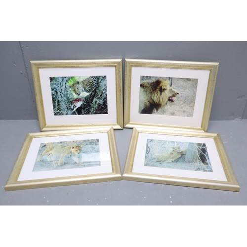 820 - Set of 4 Framed and Glazed Original Big Cat Wildlife Photographs 45 x 37 cm