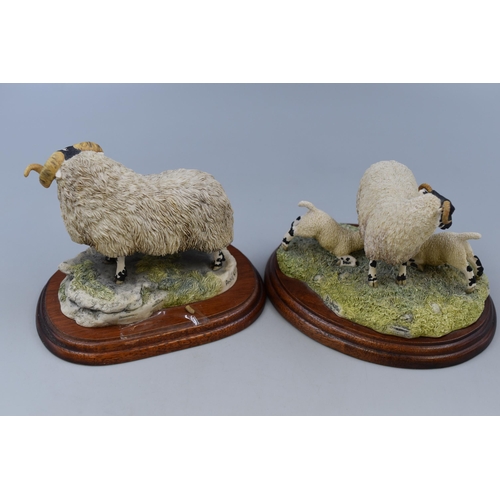 288 - Two Border Fine Arts Sheep Figures on Wooden Plinths, Designed By Anne Wall and D Walton. Tallest Ap... 