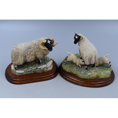 288 - Two Border Fine Arts Sheep Figures on Wooden Plinths, Designed By Anne Wall and D Walton. Tallest Ap... 