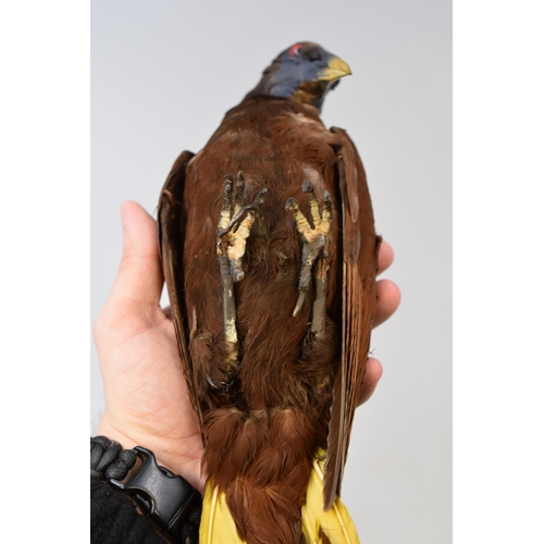 217 - Taxidermy Chestnut-Headed Oropendola (13