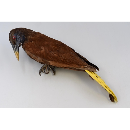 217 - Taxidermy Chestnut-Headed Oropendola (13