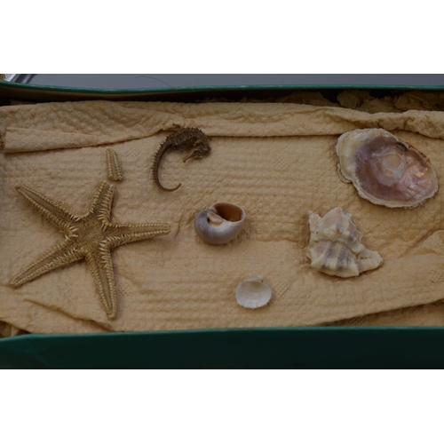 679 - A Selection of Twenty Decorative Crafter's Sea Urchin Shells, With Various Other Seashells